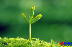 弱者易怒如虎，强者平静如水