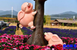 如何解决猪上树的问题