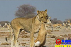 握有决定权才有生机