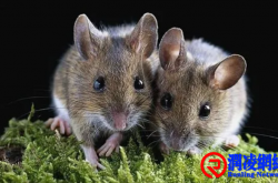 物业小区灭老鼠有哪些方法